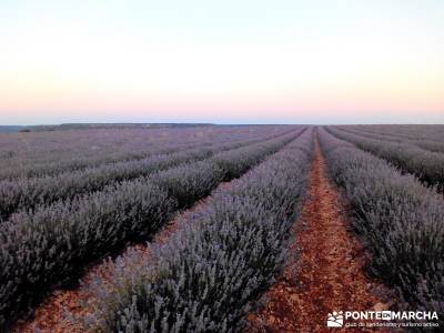 Campos Lavanda Brihuega-Provenza Española; senderismo refrescante travesias viaje organizado madrid